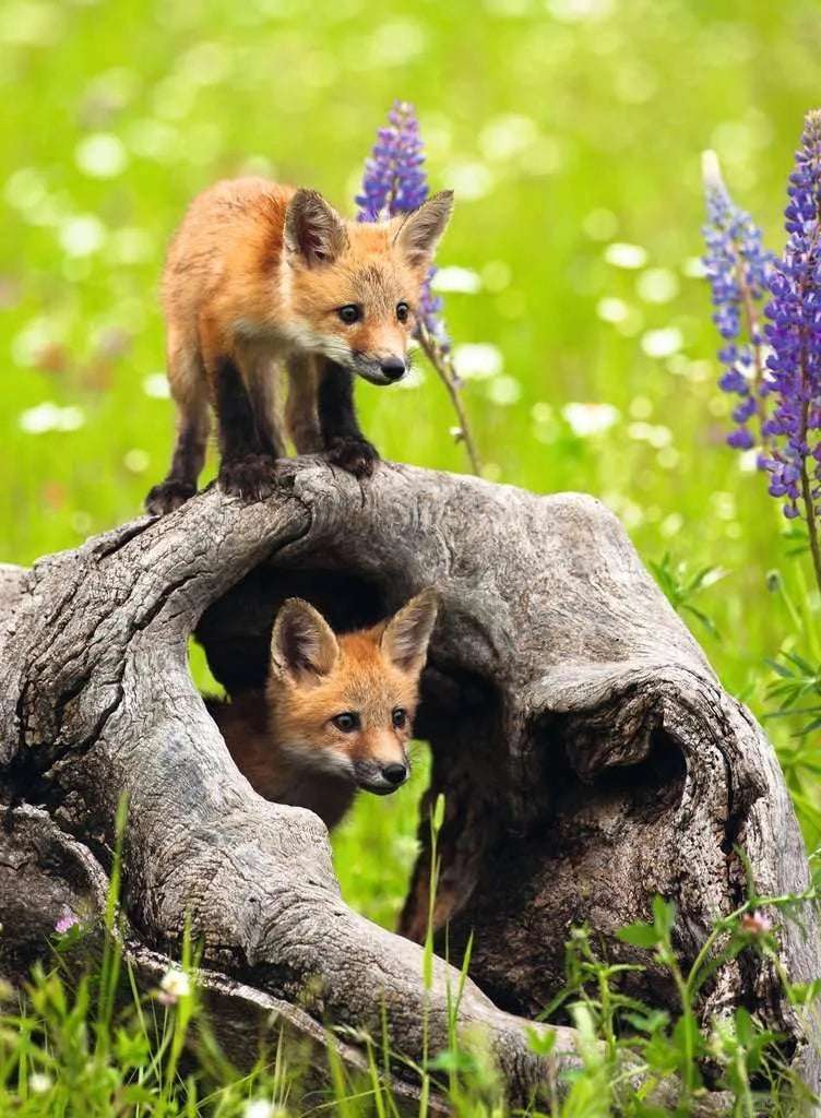 Ravensburger 300pc Jigsaw Puzzle Cheeky Foxes