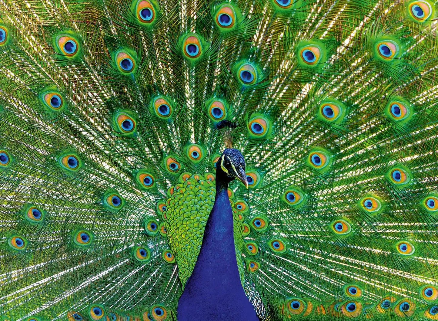 Ravensburger 500pc Jigsaw Puzzle Peacock