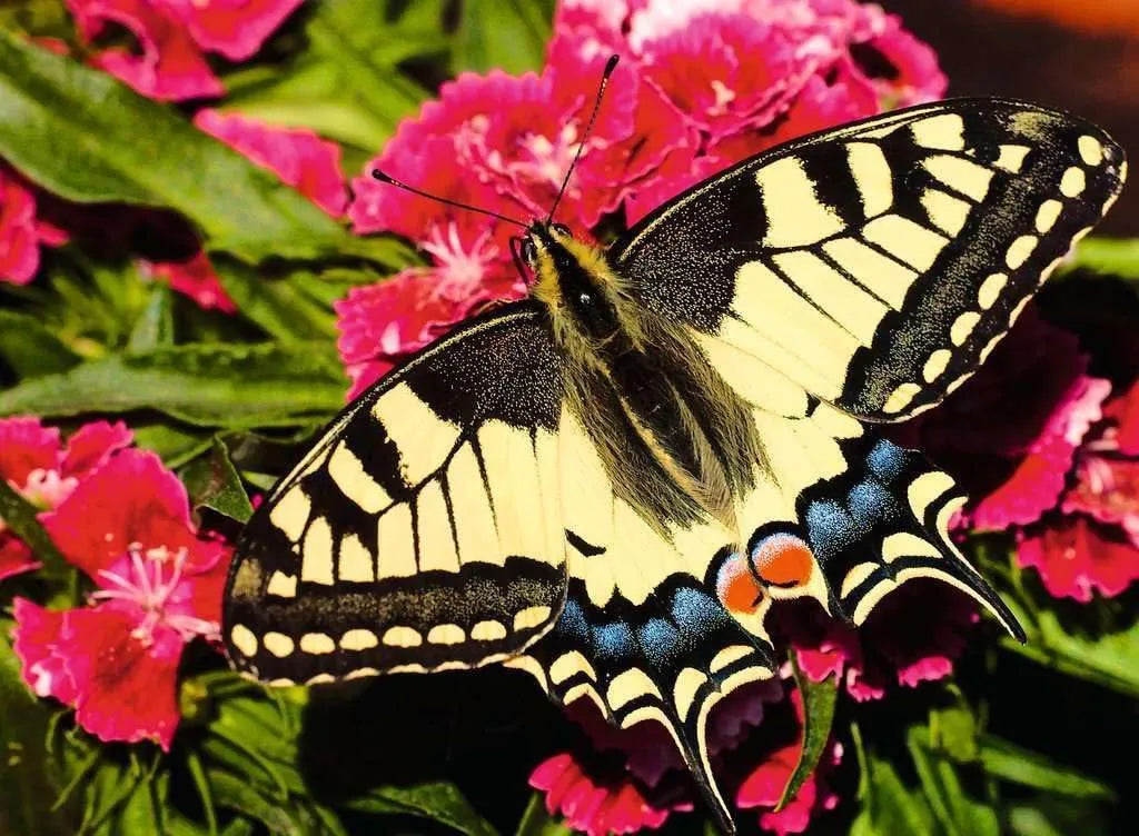 Ravensburger 500pc Jigsaw Puzzle Butterfly