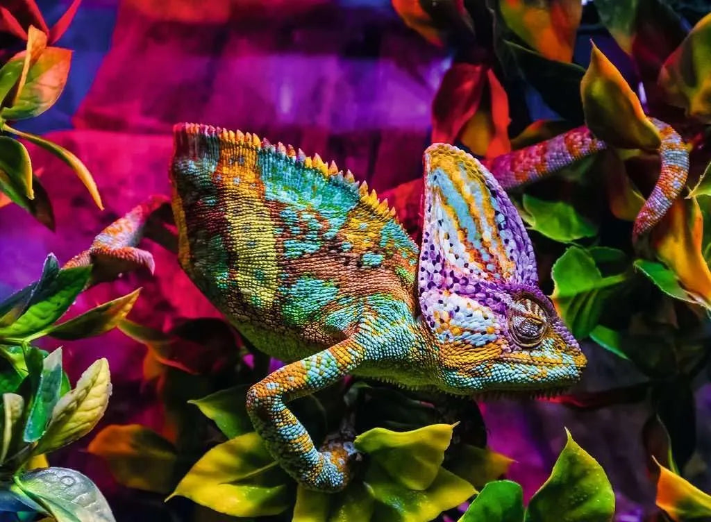 Ravensburger 500pc Jigsaw Puzzle Chameleon