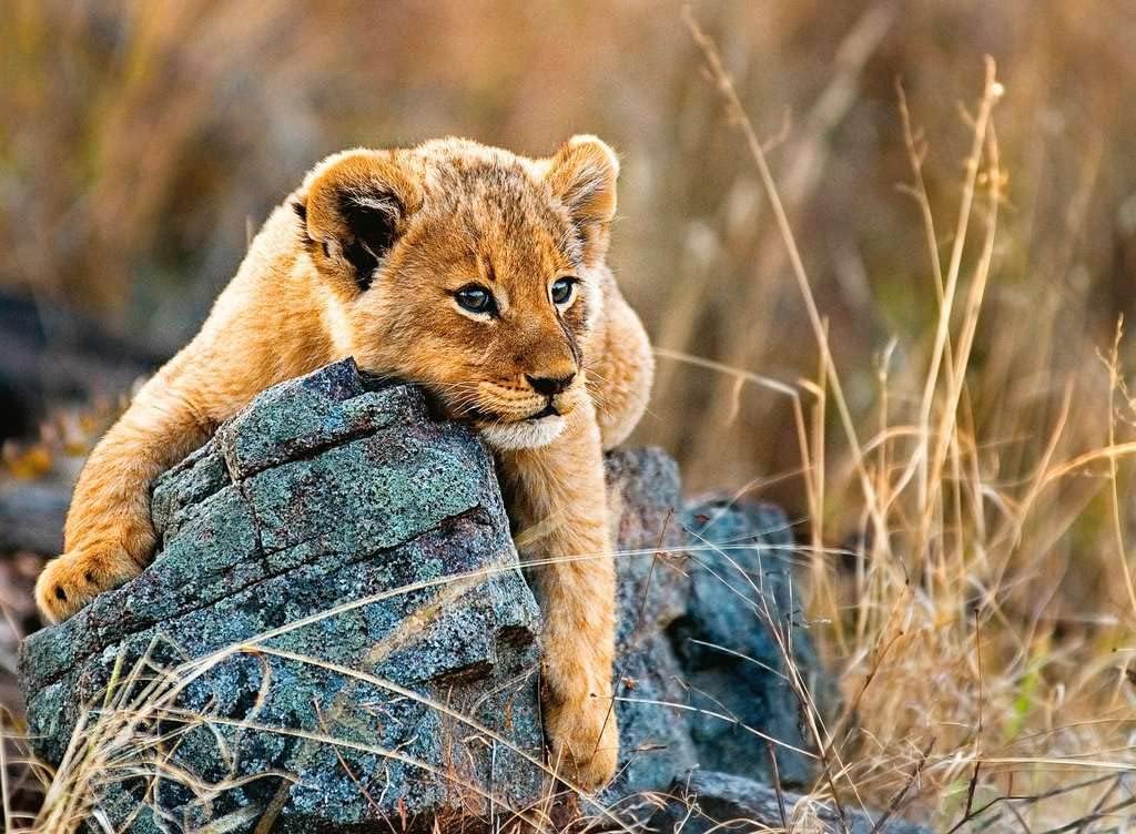 Ravensburger 200pc Jigsaw Puzzle Little Lion