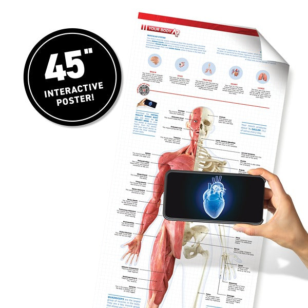 VR Gift Box Human Body